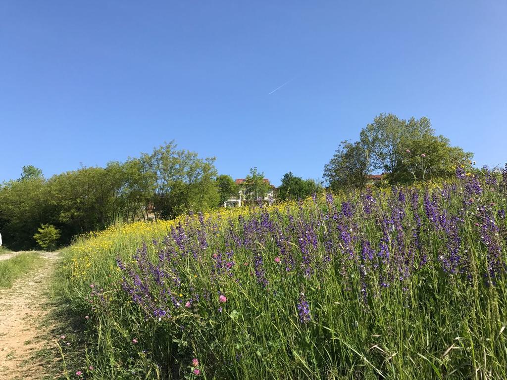 La Casa Blu Villa Calliano  Eksteriør billede
